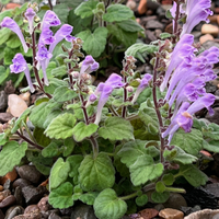 Scutellaria indica parvifolia
